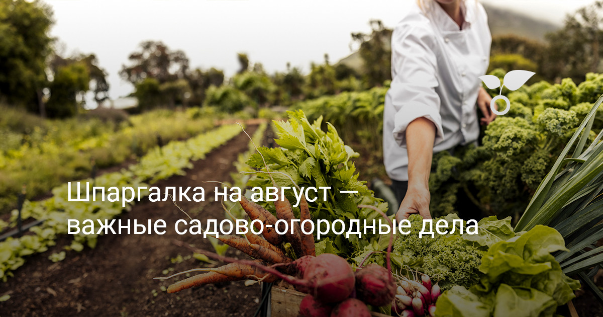 Шпаргалка на август — важные садово-огородные дела — Ботаничка