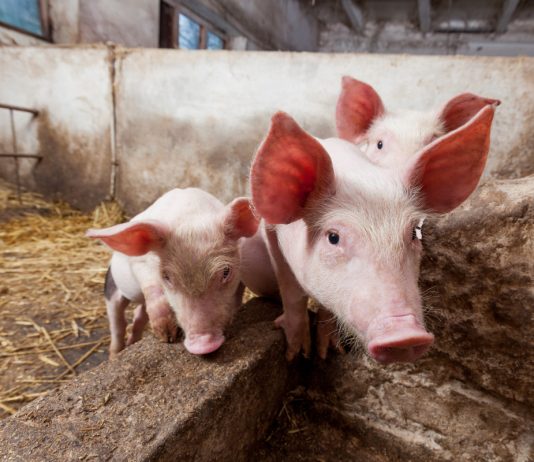 Содержание свиней летом: летний домик для поросят