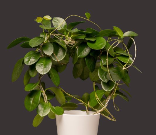 Такая разная хойя — 12 лучших видов лианы - Комнатные растения Такая разная хойя — 12 лучших видов лианы