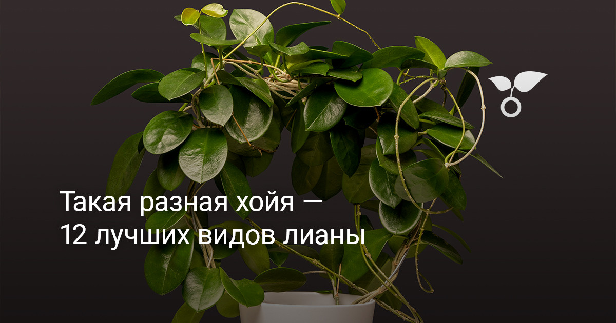 Такая разная хойя — 12 лучших видов лианы — Ботаничка