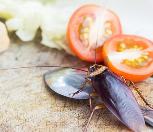 Тараканы в частном доме: избавляемся от незваных соседей