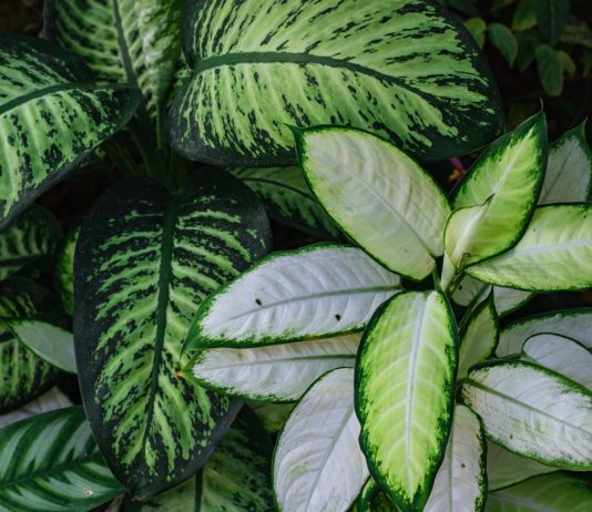 Тренды 2023 — лучшие комнатные растения этого года