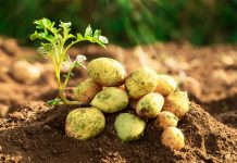 Урожай зеленого картофеля: что пошло не так?