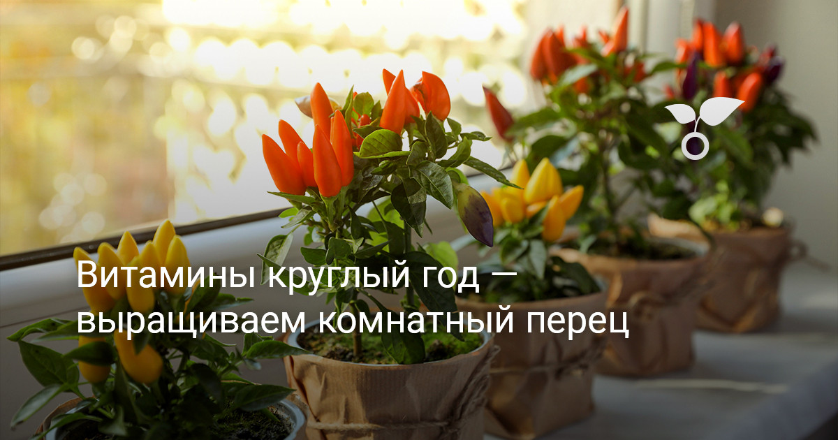 Витамины круглый год — выращиваем комнатный перец — Ботаничка