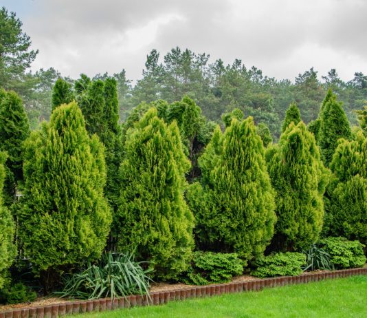 Все о живой изгороди — от выбора растений до ухода