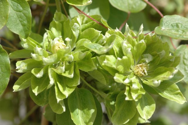 Клематис «Грин Пассион» (Clematis 'Green Passion') Клематис «Грин Пассион» (Clematis 'Green Passion')