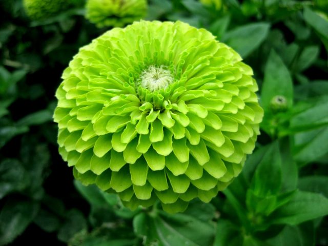 Цинния «Энви» (Zinnia elegans 'Envy') Цинния «Энви» (Zinnia elegans 'Envy')