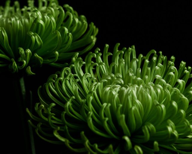 Хризантема «Анастасия Дарк Грин» (Chrysanthemum 'Anastasia Dark Green') Хризантема «Анастасия Дарк Грин» (Chrysanthemum 'Anastasia Dark Green')