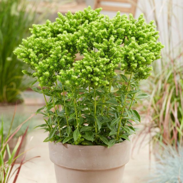Флокс «Грин Лайон» (Phlox 'Green Lion') Флокс «Грин Лайон» (Phlox 'Green Lion')