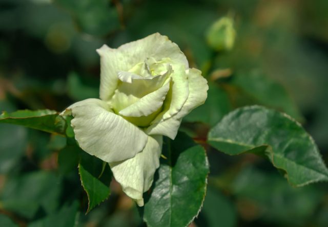 Роза «Грин Даймонд» (Rose 'Green Diamond') Роза «Грин Даймонд» (Rose 'Green Diamond')