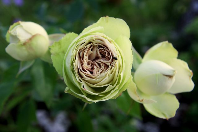 Роза «Лавли Грин» (Rose 'Lovely Green') Роза «Лавли Грин» (Rose 'Lovely Green')