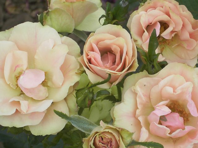 Роза «Гринсливс» (Rose 'Greensleeves') Роза «Гринсливс» (Rose 'Greensleeves')