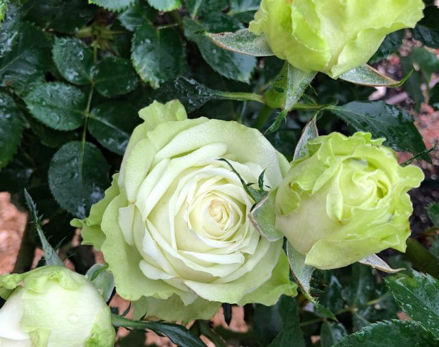 Роза «Грин Ти» (Rose 'Green tea') Роза «Грин Ти» (Rose 'Green tea')