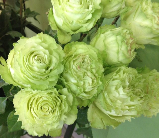 Роза «Лимонад» (Rose 'Lemonade') Роза «Лимонад» (Rose 'Lemonade')
