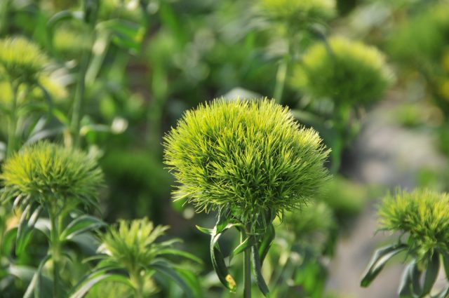 Гвоздика «Грин Трик» (Dianthus barbatus 'Green Trick') Гвоздика «Грин Трик» (Dianthus barbatus 'Green Trick')