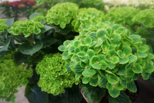 Гортензия «Грин Клауд» (Hydrangea 'Green Cloud') Гортензия «Грин Клауд» (Hydrangea 'Green Cloud')