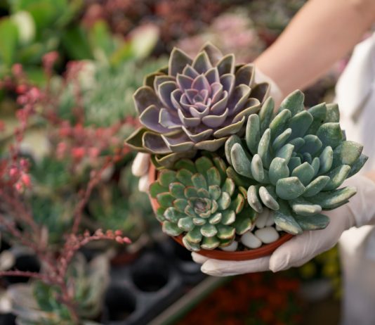 10 мифов о суккулентах, в которые вы точно верили - Комнатные растения 10 мифов о суккулентах, в которые вы точно верили