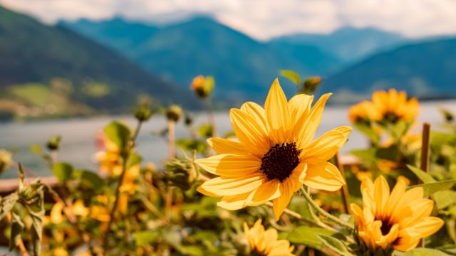 10 новых однолетников, которые я испытала сама и рекомендую посадить вам 10 новых однолетников, которые я испытала сама и рекомендую посадить вам
