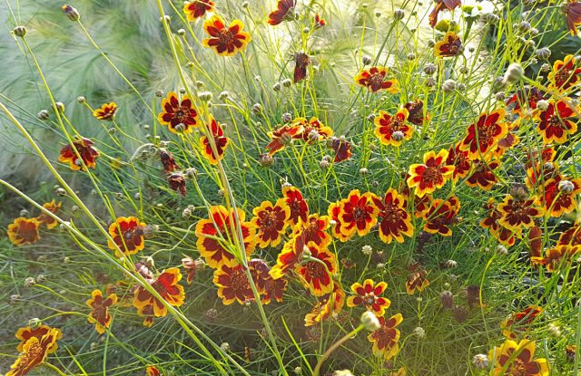 Космидиум «Брюнет» (Cosmidium burridgeanum ‘Brunette’) Космидиум «Брюнет» (Cosmidium burridgeanum ‘Brunette’)