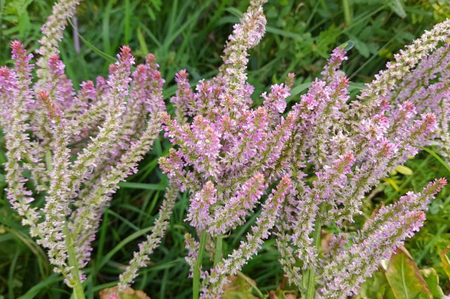 Лимониум Суворова (Limonium suworowii) Лимониум Суворова (Limonium suworowii)