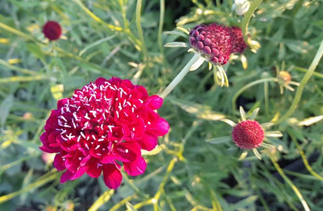Скабиоза темно-пурпурная (Scabiosa atropurpurea) Скабиоза темно-пурпурная (Scabiosa atropurpurea)