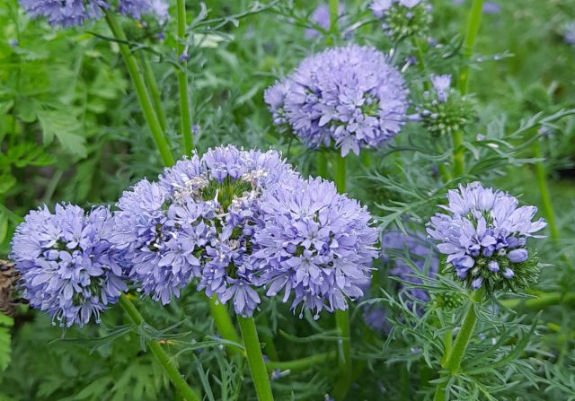 Гилия головчатая (Gilia capitata) Гилия головчатая (Gilia capitata)