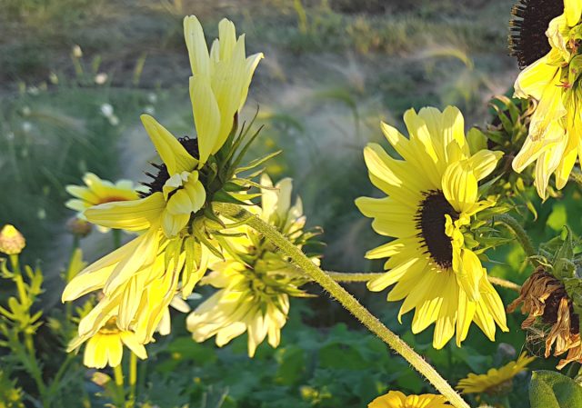 Подсолнух декоративный «Ванилла Айс» (Helianthus debilis ‘Vanilla ice’) Подсолнух декоративный «Ванилла Айс» (Helianthus debilis ‘Vanilla ice’)