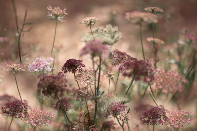 Морковь цветущая «Дара» (Daucus Carota ‘Dara') Морковь цветущая «Дара» (Daucus Carota ‘Dara')