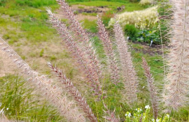 Пеннисетум щетинистый (Pennisetum setaceum) Пеннисетум щетинистый (Pennisetum setaceum)