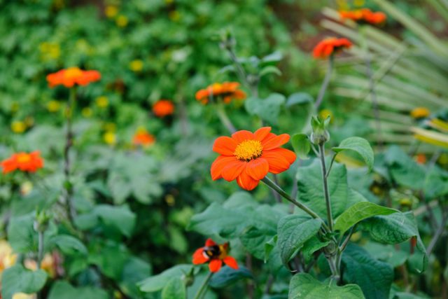 Титония или мексиканский подсолнух (Tithonia) Титония или мексиканский подсолнух (Tithonia)