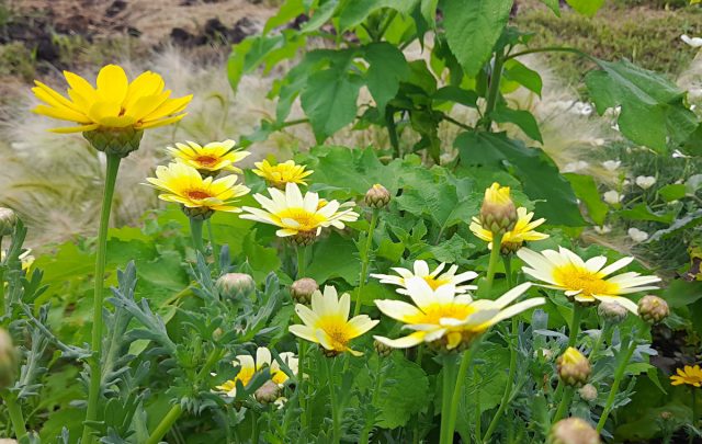 Хризантема овощная (Chrysanthemum coronarium) Хризантема овощная (Chrysanthemum coronarium)