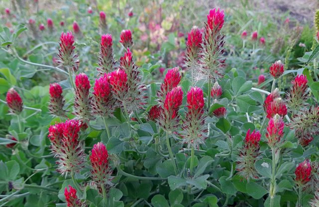 Клевер пунцовый (Trifolium incarnatum) Клевер пунцовый (Trifolium incarnatum)