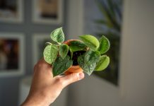 12 миниатюрных комнатных растений, которые поместятся на любой полочке