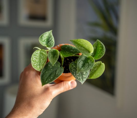 12 миниатюрных комнатных растений, которые поместятся на любой полочке