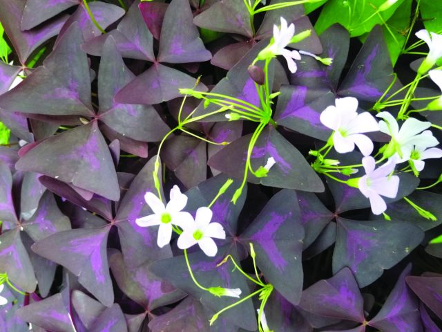 Кислица треугольная (Oxalis regnellii var. triangularis)