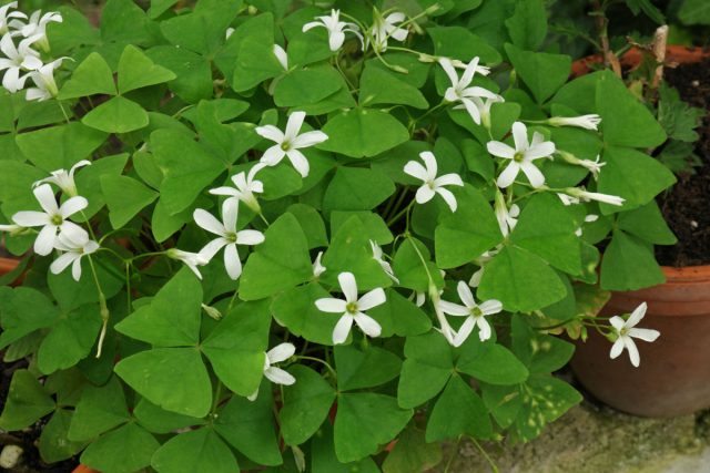 Кислица мотыльковая (Oxalis triangularis subsp.papilionacea)