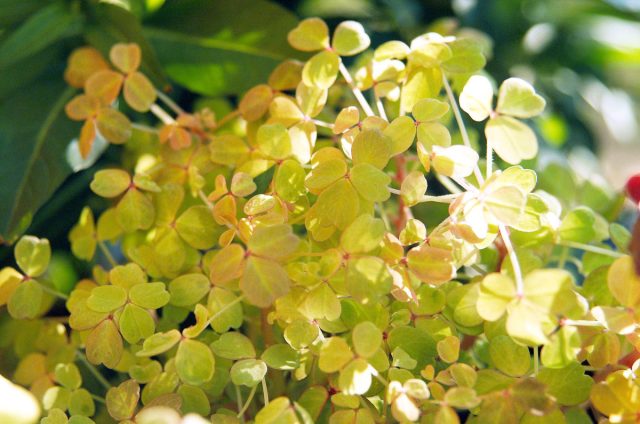 Кислица вулканическая «Молтен Лава» (Oxalis vulcanicola ‘Molten lava’)