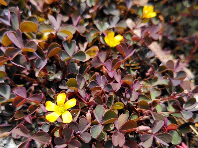 Кислица вулканическая «Зинфандель» (Oxalis vulcanicola ‘Zinfandel’)
