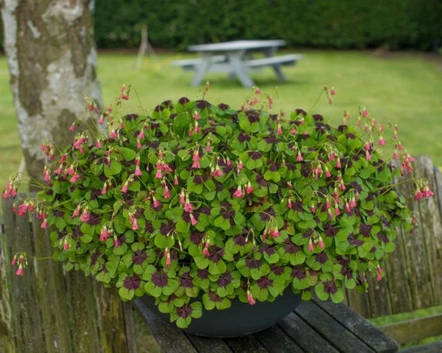 Кислица четырехлистная «Айрон Кросс» (Oxalis tetraphylla 'Iron Cross')