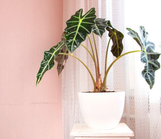 8 прекрасных видов алоказии – живопись в каждом листе - Редкие и необычные 8 прекрасных видов алоказии – живопись в каждом листе