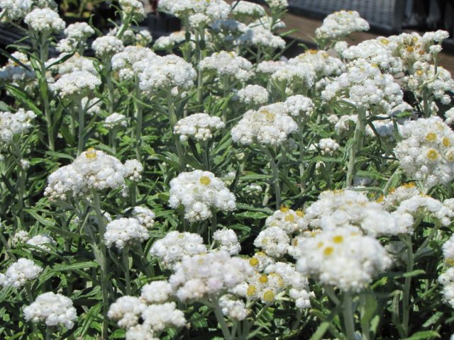 Анафалис жемчужный (Anaphalis margaritacea)
