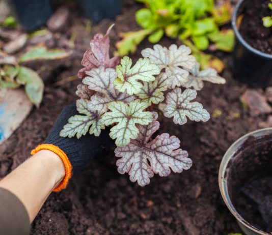 Благоухание осени — какие многолетники посадить в конце лета?