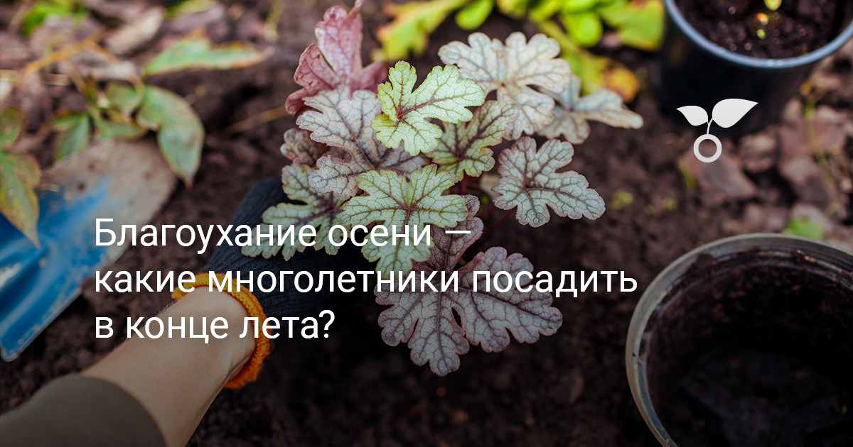 Благоухание осени — какие многолетники посадить в конце лета? — Ботаничка