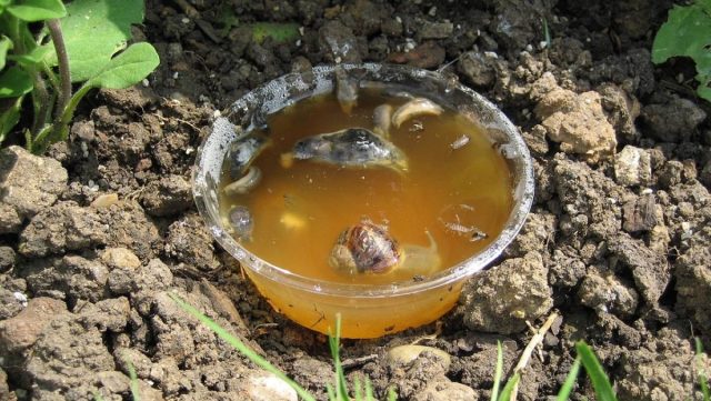 Выманить поедающих сочные листья слизней и улиток поможет ловушка с пивным напитком. Выманить поедающих сочные листья слизней и улиток поможет ловушка с пивным напитком.