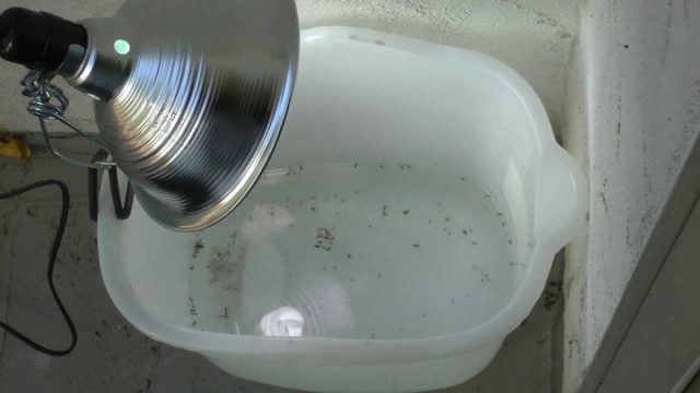 Для ночных и сумеречных насекомых можно использовать небольшой ящик с лампочкой внутри Для ночных и сумеречных насекомых можно использовать небольшой ящик с лампочкой внутри