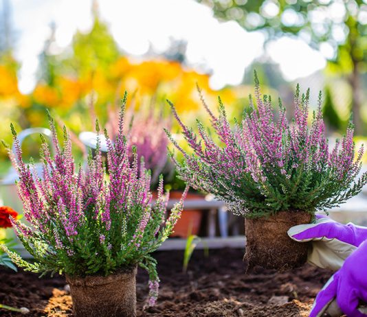 Что обязательно нужно знать о посадке цветов осенью
