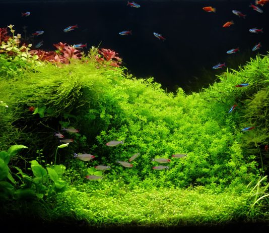 Цветник под водой: выбираем аквариумные растения