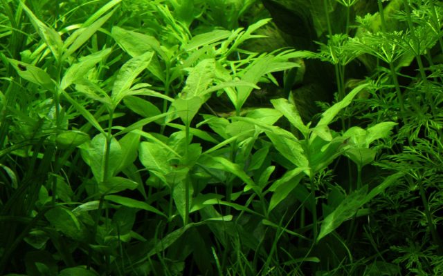 Гигрофила многосемянная (Hygrophila polysperma)