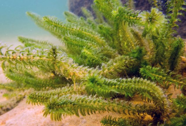 Элодея канадская (Elodea canadensis)