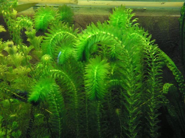 Элодея зубчатая (Elodea densa)